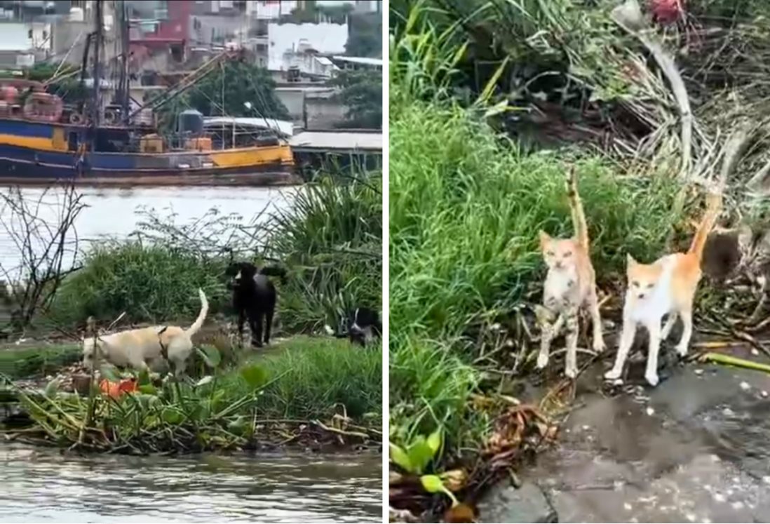 Denuncian abandono masivo de perros y gatos en isla de Alvarado, Veracruz