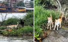 Denuncian abandono masivo de perros y gatos en isla de Alvarado, Veracruz