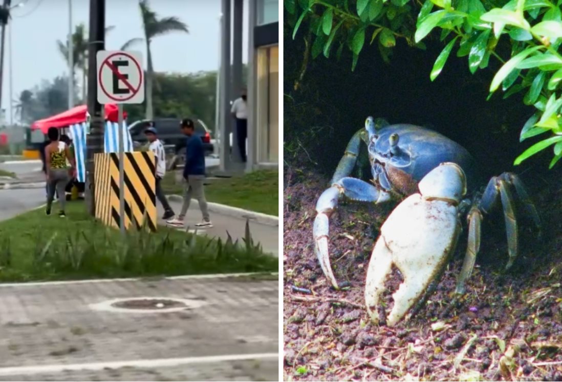 Denuncian caza ilegal de cangrejo azul en la Riviera Veracruzana; activistas piden frenar daño ecológico