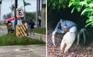 Denuncian caza ilegal de cangrejo azul en la Riviera Veracruzana; activistas piden frenar daño ecológico