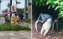 Denuncian caza ilegal de cangrejo azul en la Riviera Veracruzana; activistas piden frenar daño ecológico