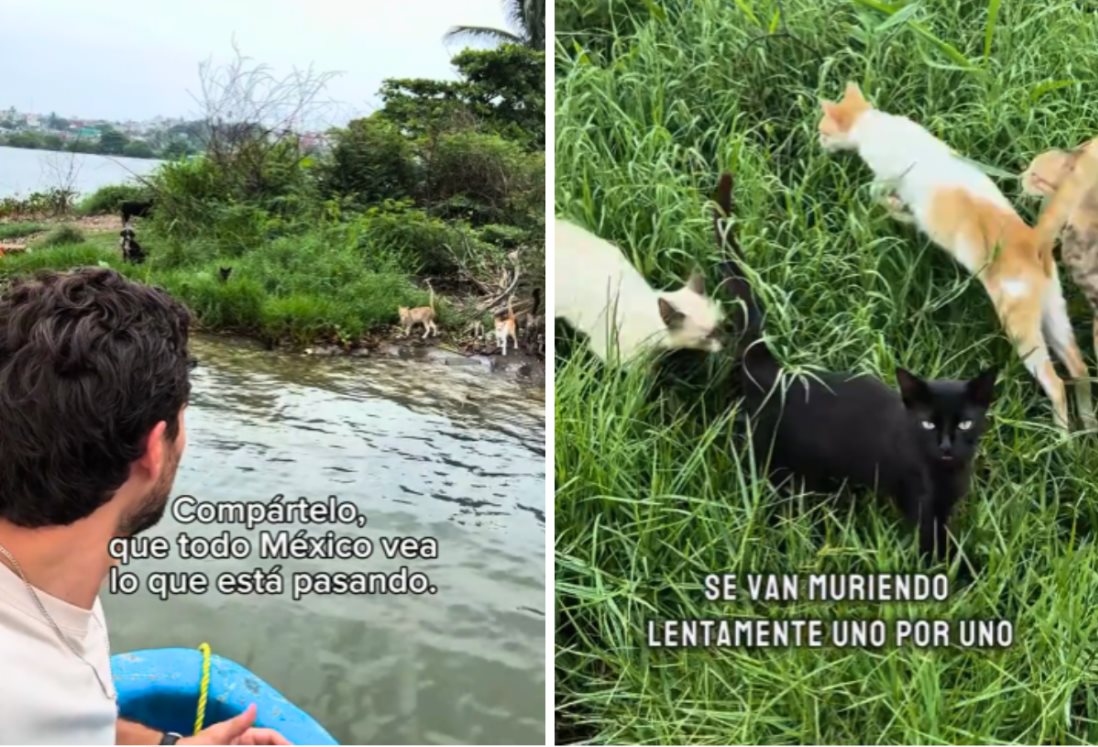 Así rescataron a mascotas abandonadas en islote de Alvarado | VIDEO