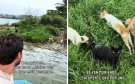 Así rescataron a mascotas abandonadas en islote de Alvarado | VIDEO