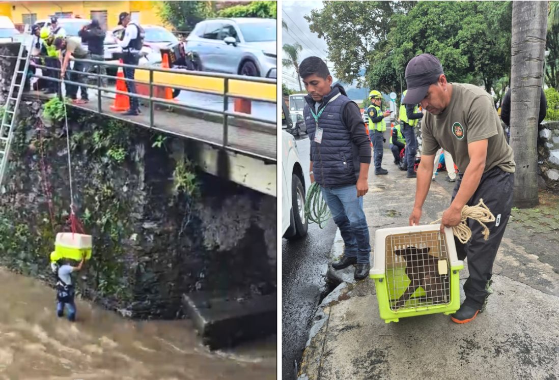 Rescatan a perrita atrapada bajo puente Cri-Cri en Orizaba tras caer al río | VIDEO