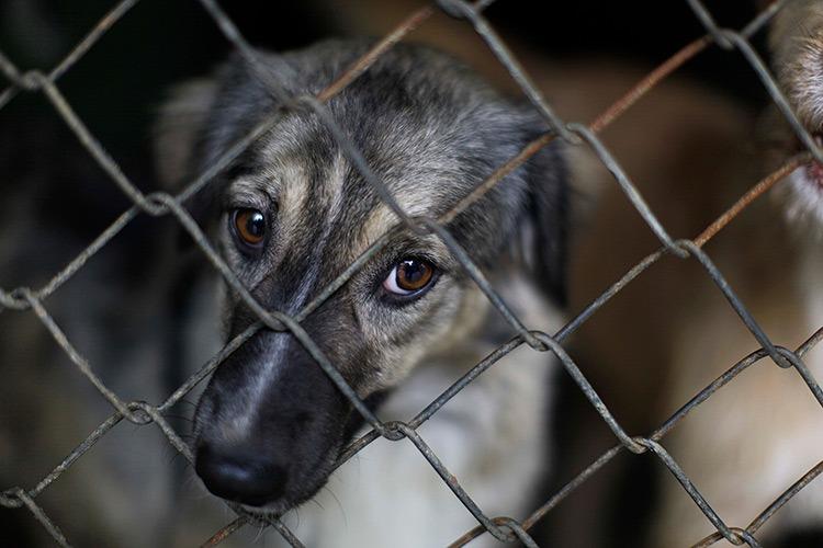 Hay indiferencia ante el maltratro animal en Veracruz, acusa activista