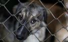 Hay indiferencia ante el maltratro animal en Veracruz, acusa activista