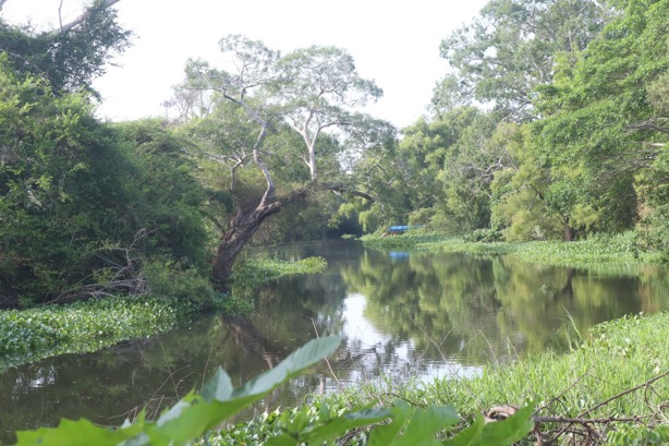 Especialistas denuncian contaminación en río La Antigua, Veracruz