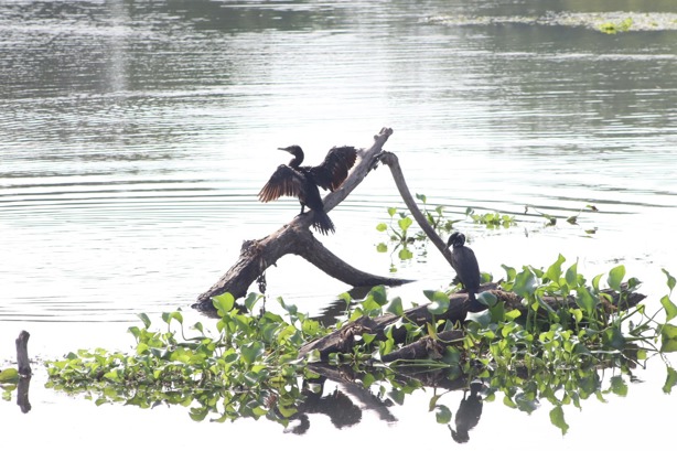 Especialistas denuncian contaminación en río La Antigua, Veracruz