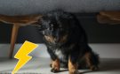 ¿Miedo o dolor? Veterinario explica por qué los perros reaccionan a truenos y pólvora